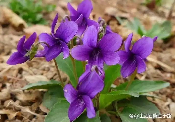 中国·350vip浦京集团(MACAU)有限公司推动健康产业多元化发展的企业探索